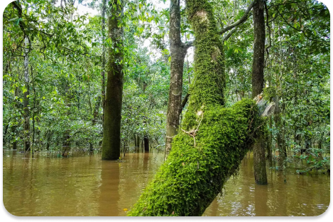 Amazon rainforest conseravtion project